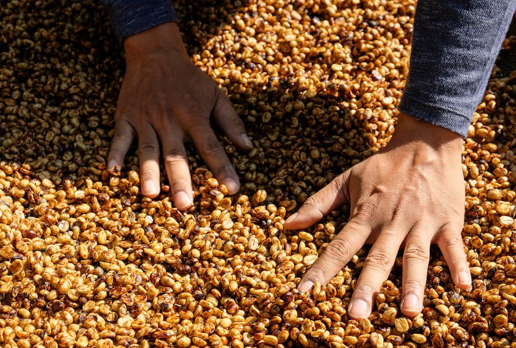 coffee growers are selecting coffee beans that are exposed to th